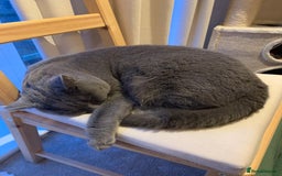 British Shorthair cats for sale: A loving and very affectionate 6 year old BSH boy - Image 12