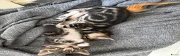 Bengal cats for sale: Half glitter marbled Bengal & tabby  in Gosport - Advert 9