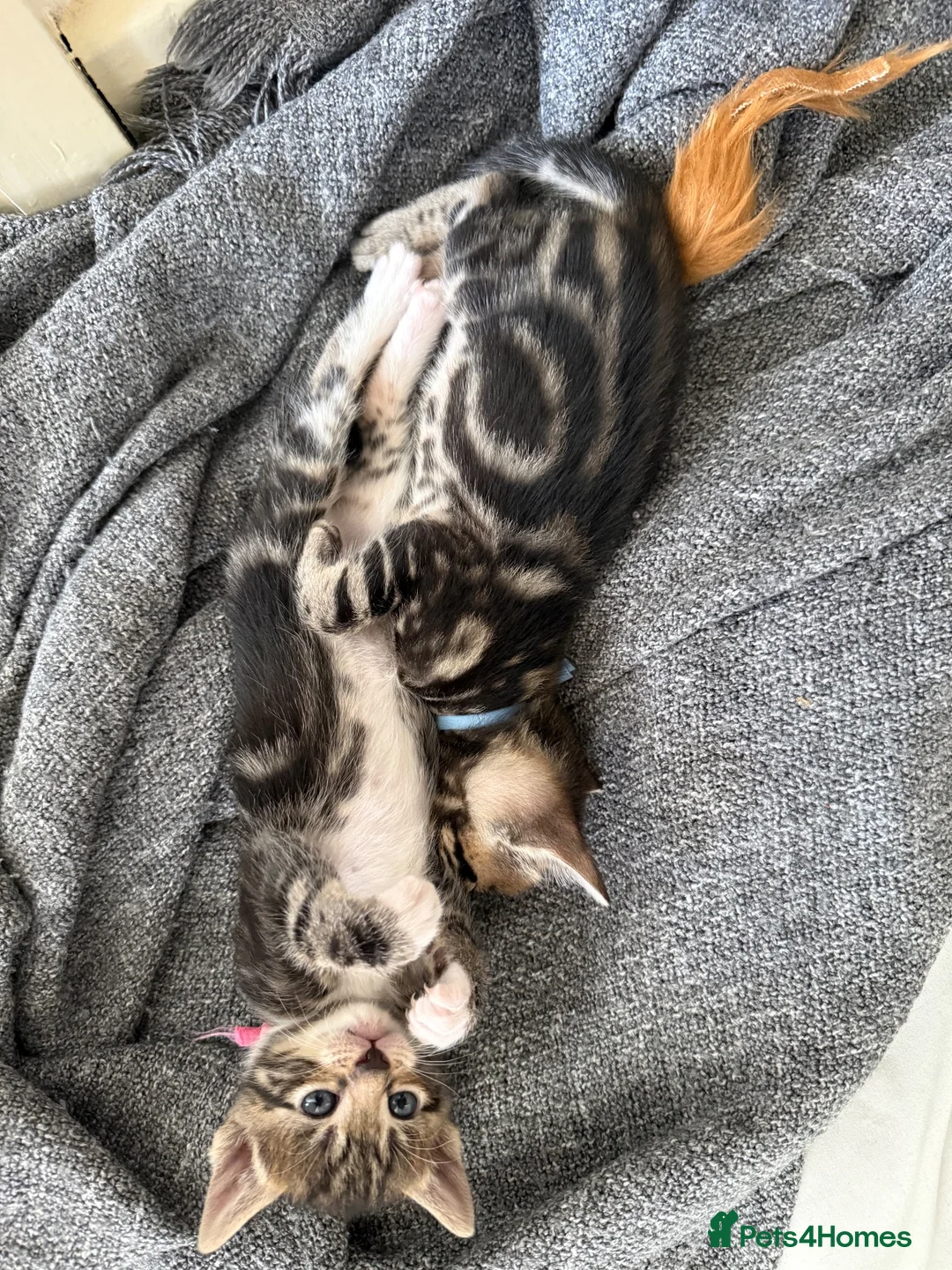 Bengal cats for sale: Half glitter marbled Bengal & tabby  in Gosport - Advert 9