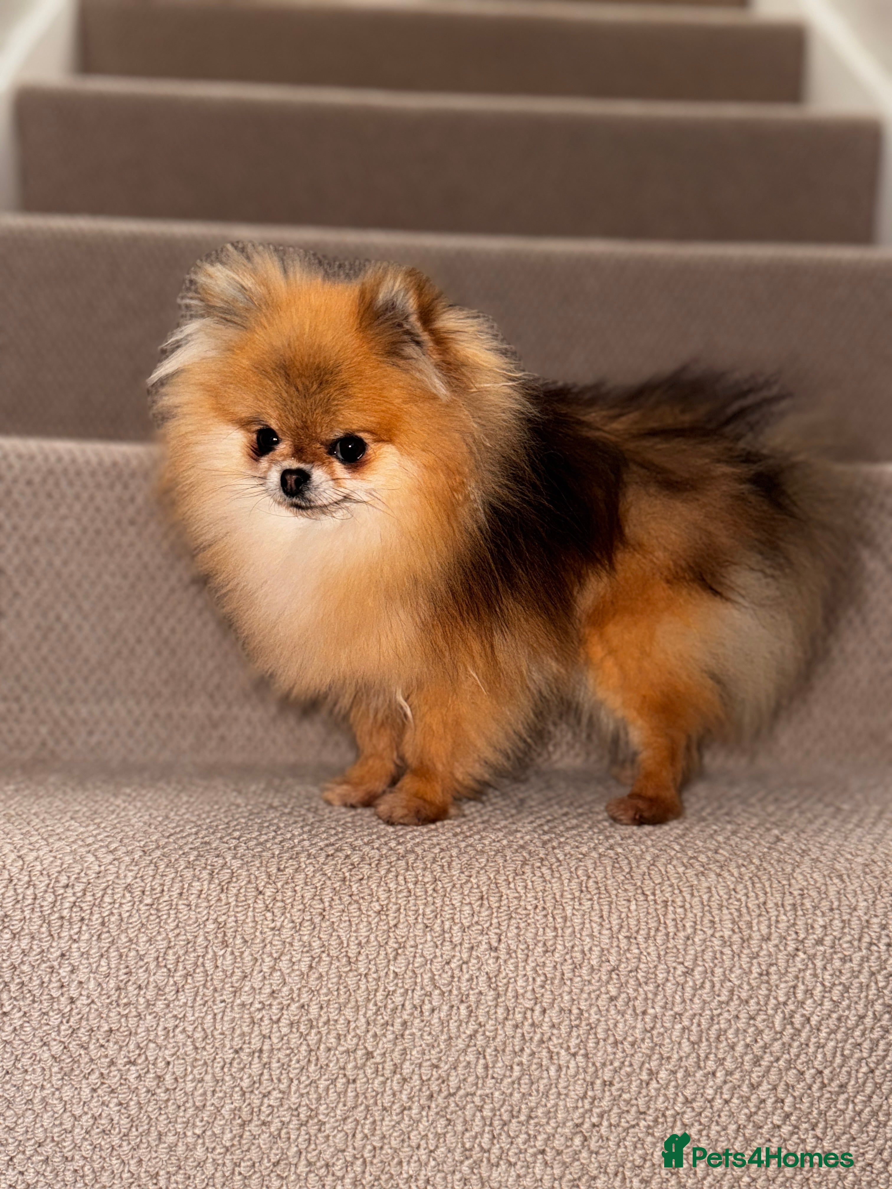 Pomeranian dogs Fully Grown Tiny Adult Pomeranian  - Advert 13