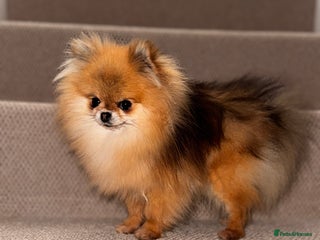 Pomeranian dogs Fully Grown Adult Pomeranian - Advert 1