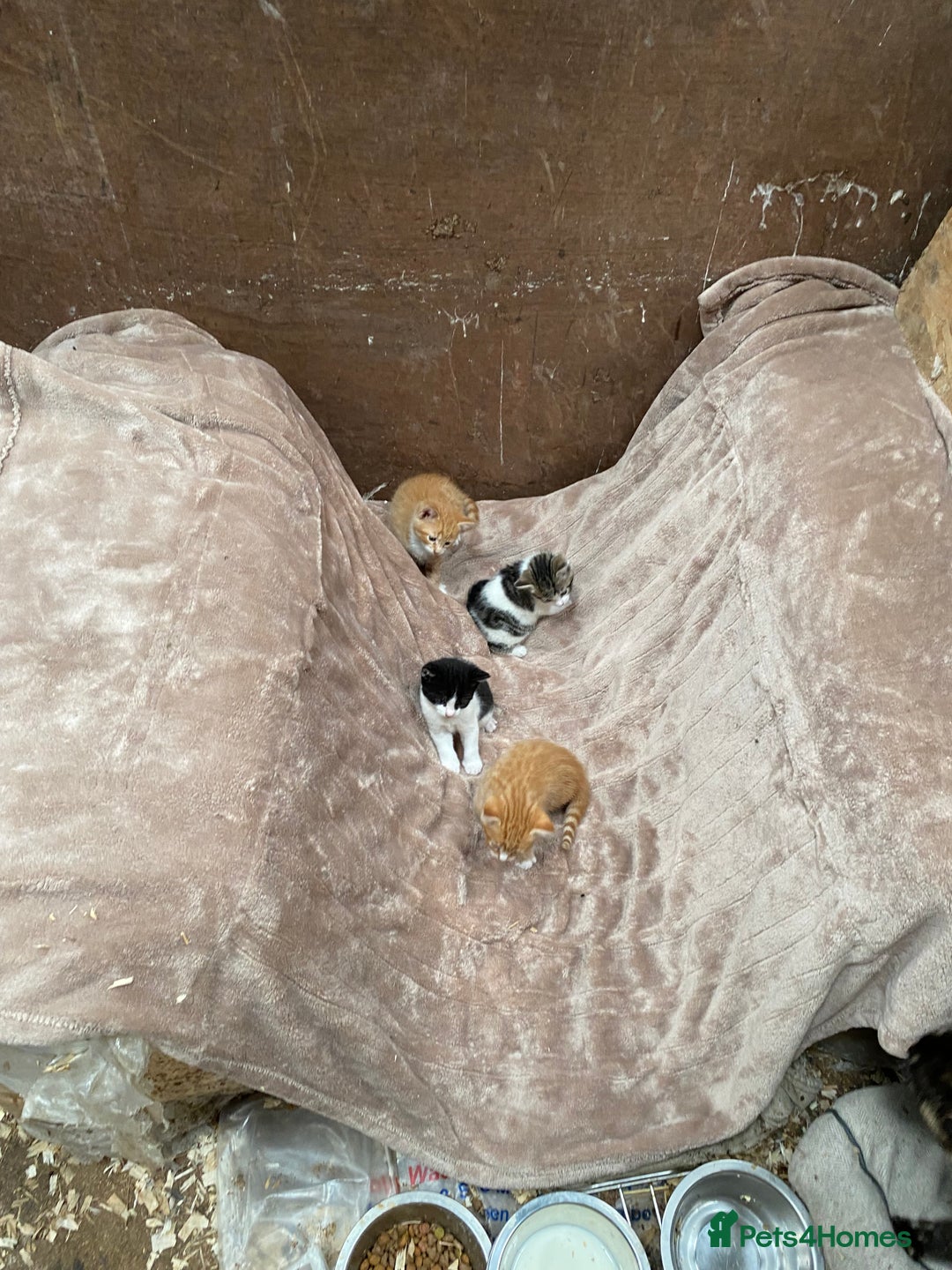 Mixed Breed cats for sale: Adorable Kittens  - Image 14