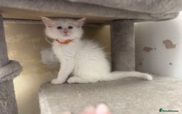 Maine Coon cats for sale: 2 Mainecoon pedigree kitten - Image 22