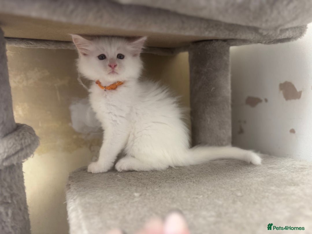 Maine Coon cats for sale: 2 Mainecoon pedigree kitten - Image 22