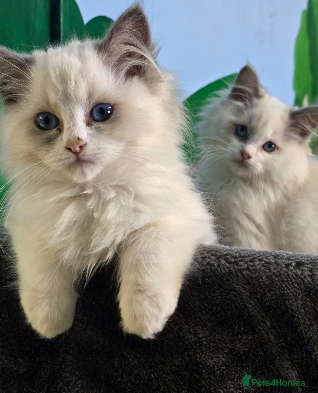 Ragdoll cats for sale: Beautiful Ragdoll babies  - Image 2