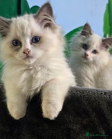 Ragdoll cats - Advert 2