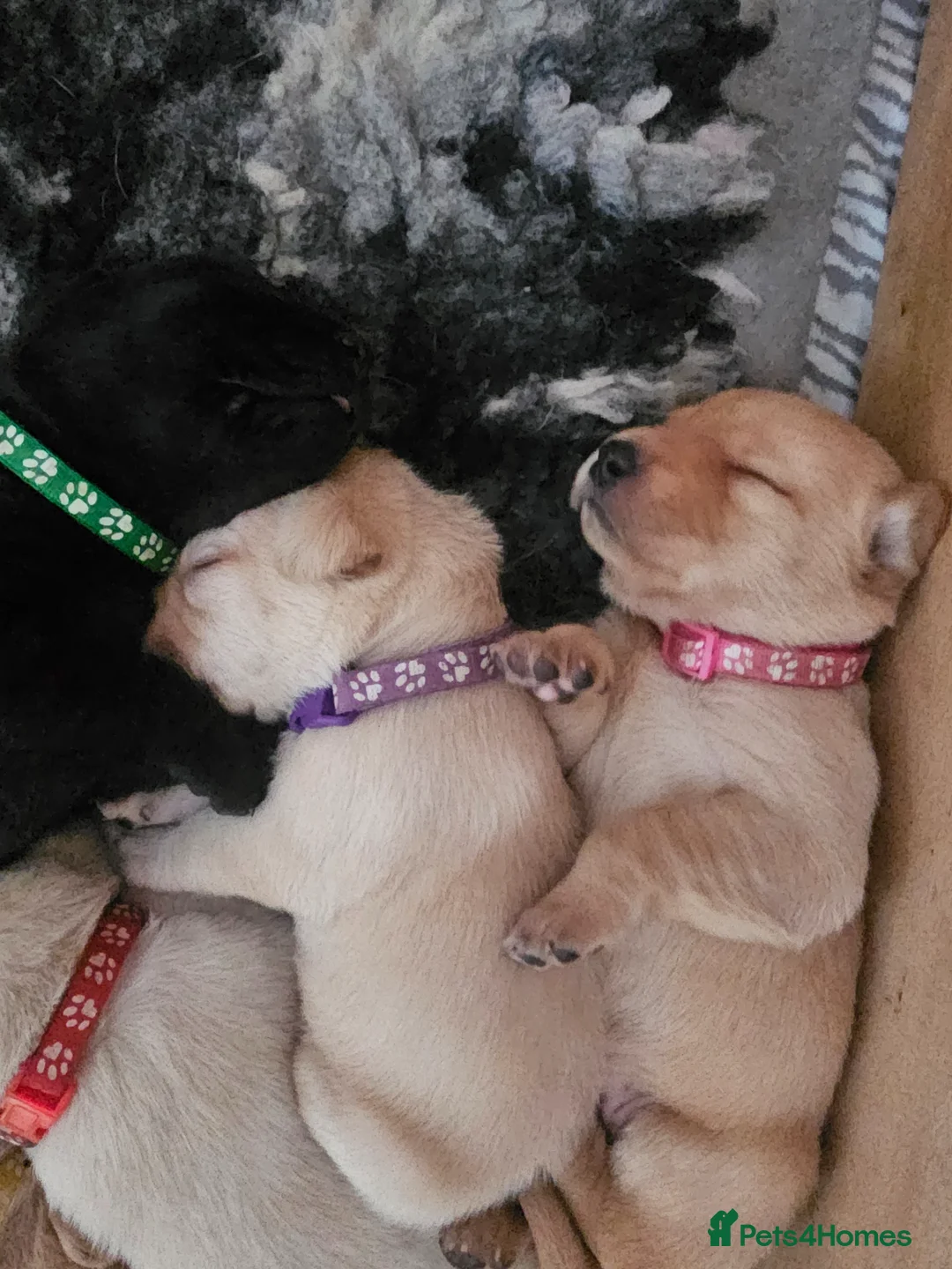 Labrador Retriever dogs for sale: Labrador Retriever Puppies🐶🐾 - Advert 35