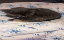 Mixed Breed cats for sale: 2 male 2 female kittens  - Image 3