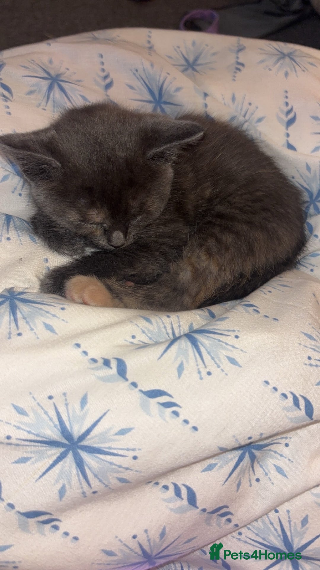 Mixed Breed cats for sale: 2 male 2 female kittens  - Image 3