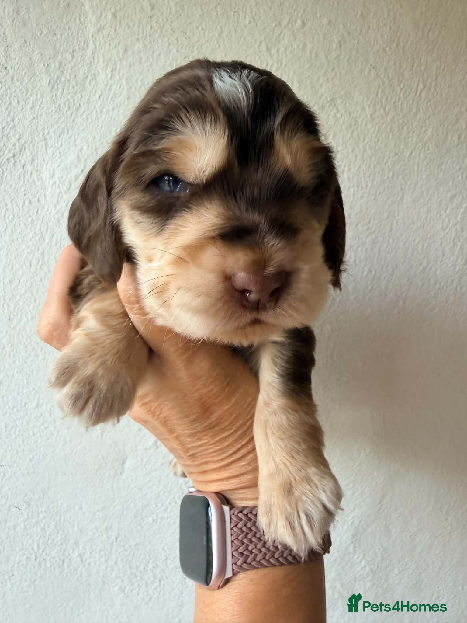 Cocker Spaniel dogs KC Reg, health tested Chocolate Puppies - Advert 2