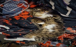 Bengal cats for sale: 3 part bengal boys - Advert 2