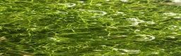 Corys fish for sale: Guppy grass*Riccia*CHEMICAL FREE*BUY 2 Get 1 FREE* - Advert 6