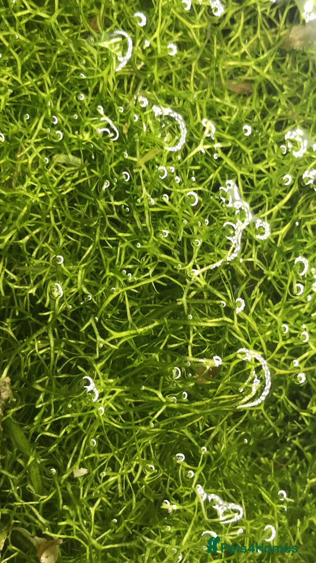 Corys fish for sale: Guppy grass*Riccia*CHEMICAL FREE*BUY 2 Get 1 FREE* - Advert 6