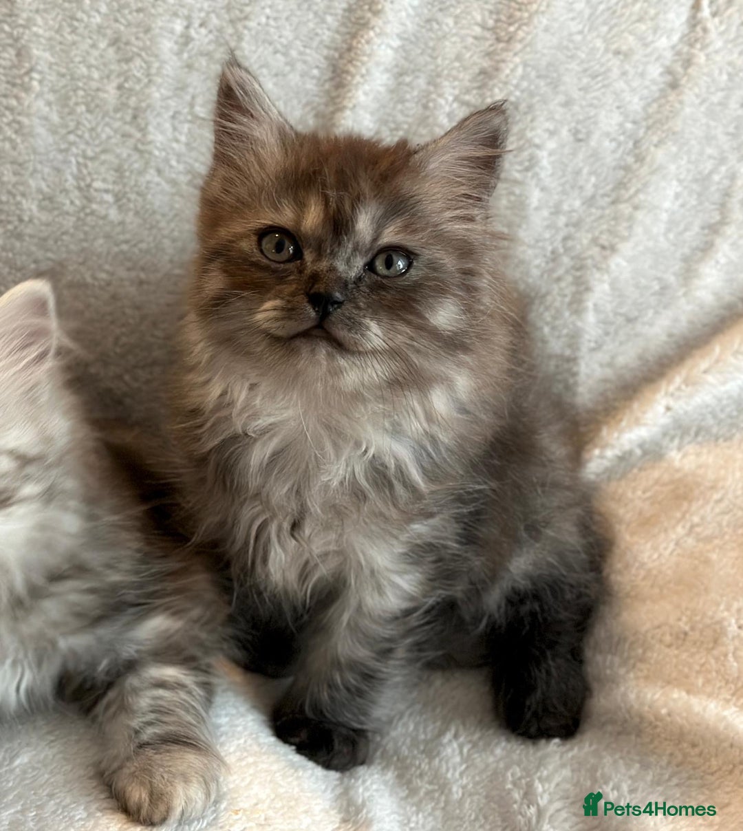 Persian cats for sale: 4 super friendly & playful Persian/Ragdoll babies - Image 6