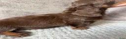 Miniature Dachshund dogs for sale: Miniature Dachshund puppies  - Advert 11