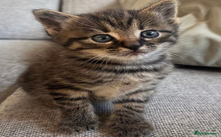 Mixed Breed cats  Tabby kittens available  - Advert 2