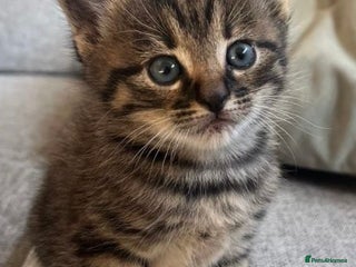 Mixed Breed cats Tabby kittens available - Advert 4