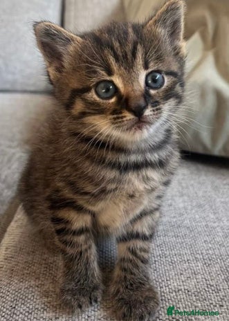 Mixed Breed cats Tabby kittens available - Advert 2