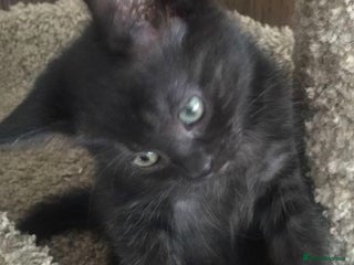 Mixed Breed cats - Advert 6