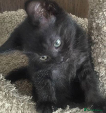 Mixed Breed cats - Advert 1