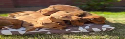 Miniature Dachshund dogs for sale: READY TO LEAVE🏆💙💖 KC REG 5 STAR BREEDER💙💖🏆 - Advert 7