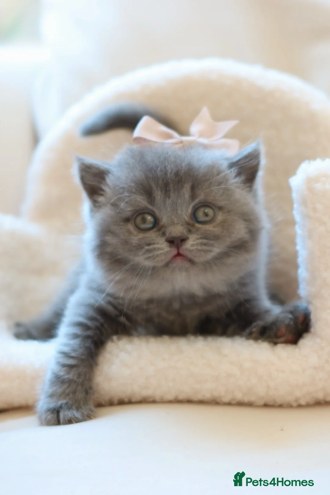 British Shorthair cats for sale: British Shorthair Kittens - Registered & Licensed - Advert 2