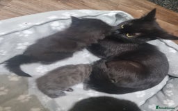 Mixed Breed cats for sale: 2 kittens for sale - Image 10