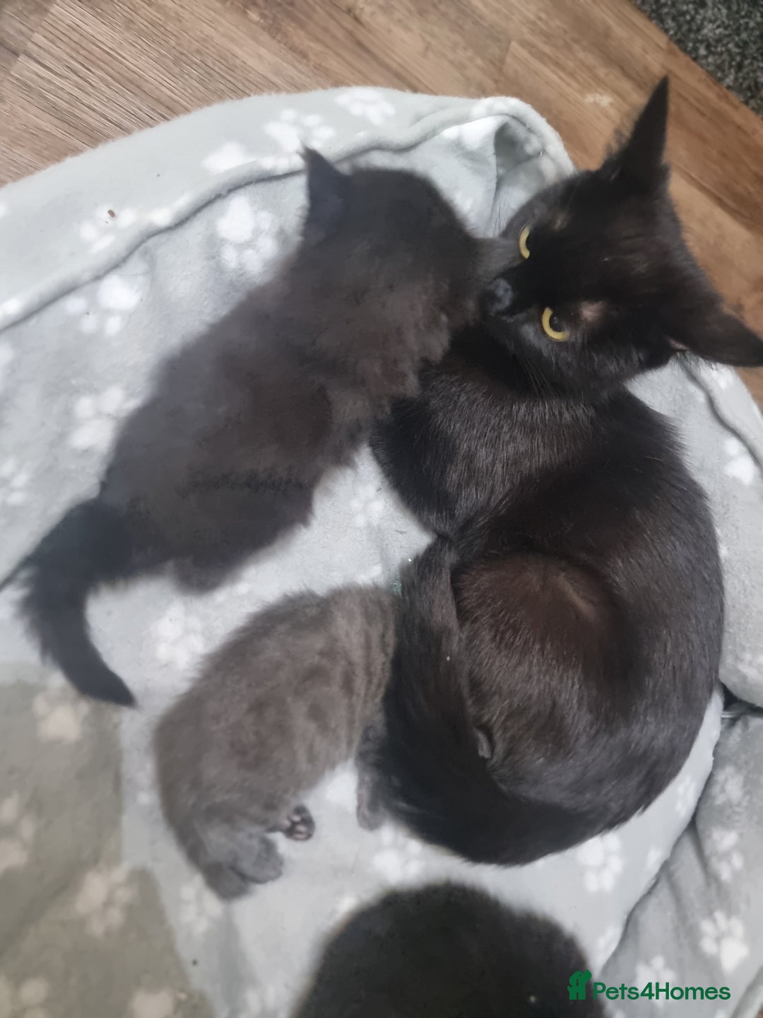 Mixed Breed cats for sale: 2 kittens for sale - Image 10
