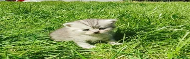 Scottish Fold Kitten 1