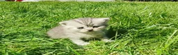 Scottish Fold cats for sale: REDUCED ❤️❤️Tabby cat😘Luxury Scottish❤️❤️❤️❤️❤️❤️ - Advert 28