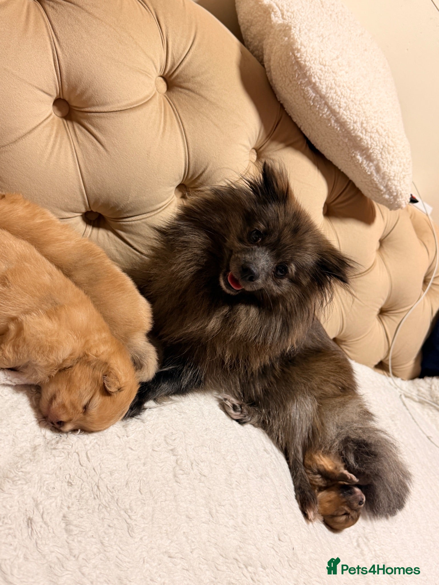 Pomeranian dogs 4 weeks old Pomeranian puppies avaliable - Advert 1