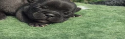 French Bulldog dogs for sale: KC French Bulldog - One Left Chocolate - Advert 32