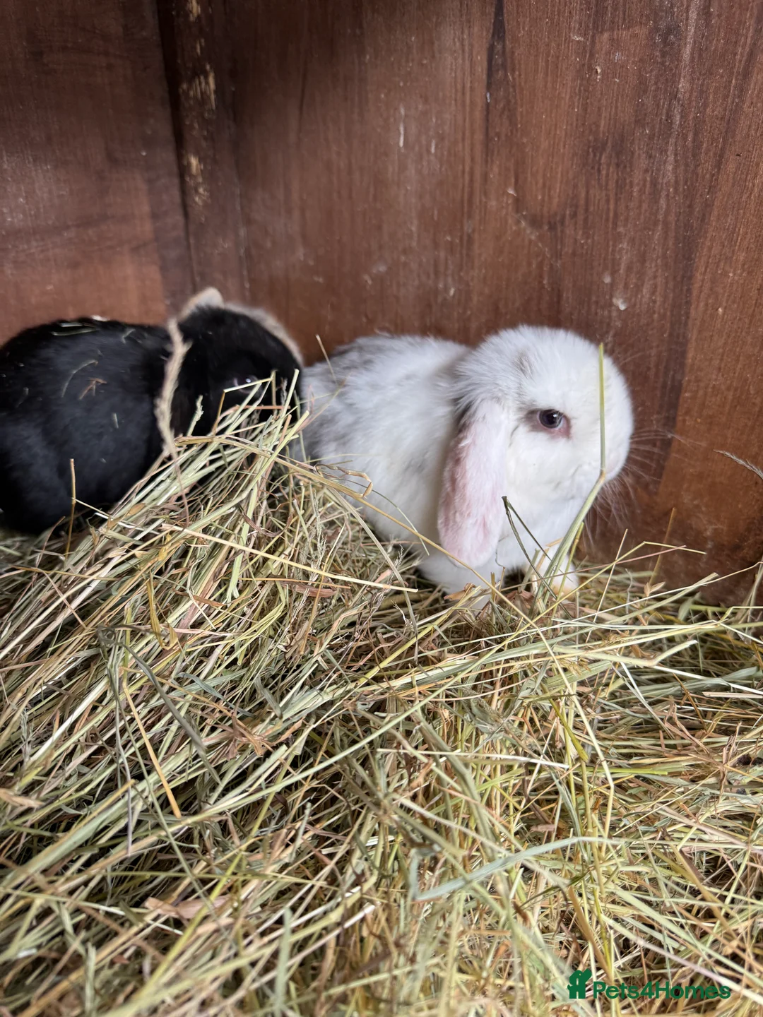 Mini Lop rabbits for sale: Mini lop bunnies - Advert 1