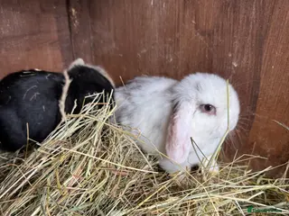 Mini Lop rabbits Mini lop bunnies - Advert 4