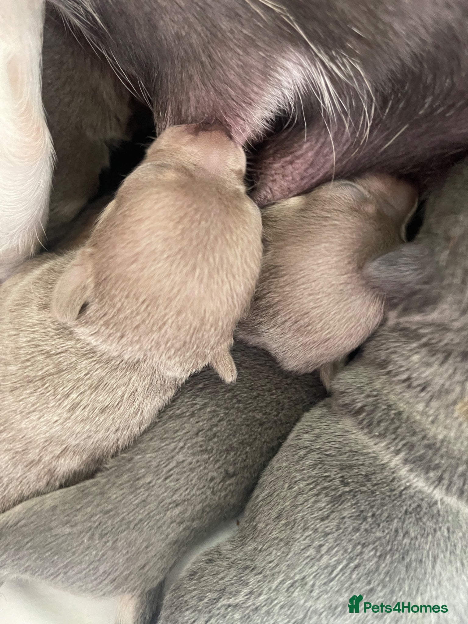 Chihuahua dogs Purebred smooth coat Chihuahua puppies  - Advert 1