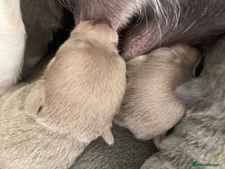 Chihuahua dogs Purebred smooth coat Chihuahua puppies - Advert 1