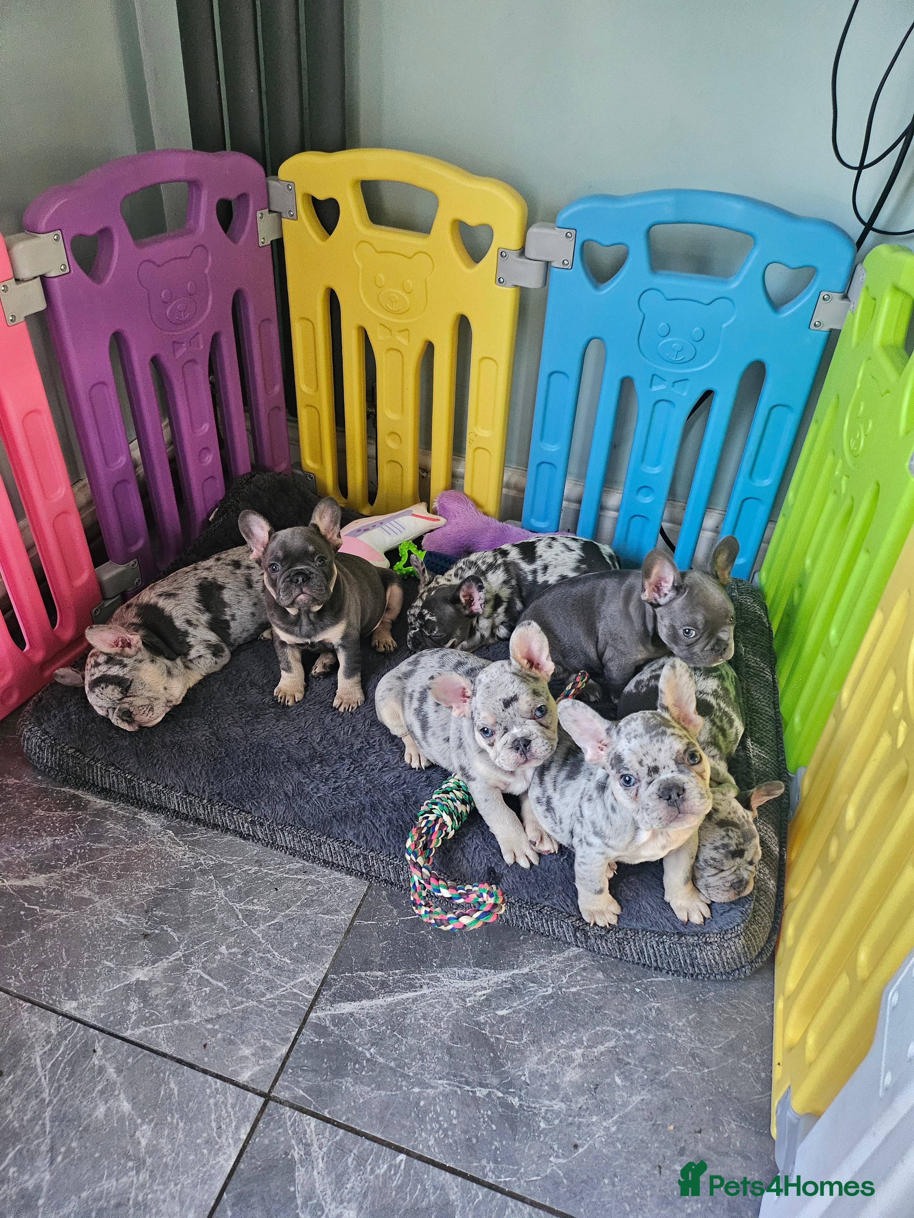 French Bulldog dogs French Bulldog Puppies - Advert 14