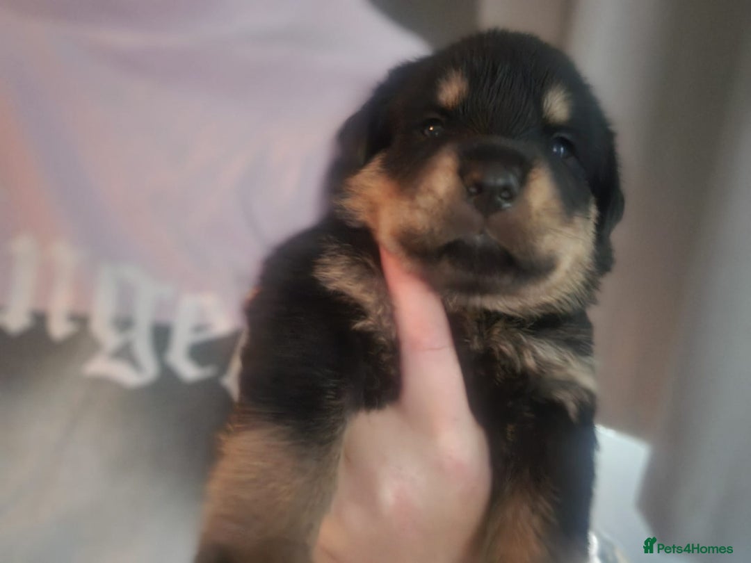 Rottweiler dogs for sale: Rottweiler puppies  - Image 32