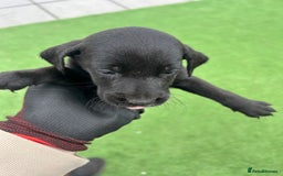Mixed Breed dogs for sale: 7 beautiful Labrador x cockapoo pups  - Image 6