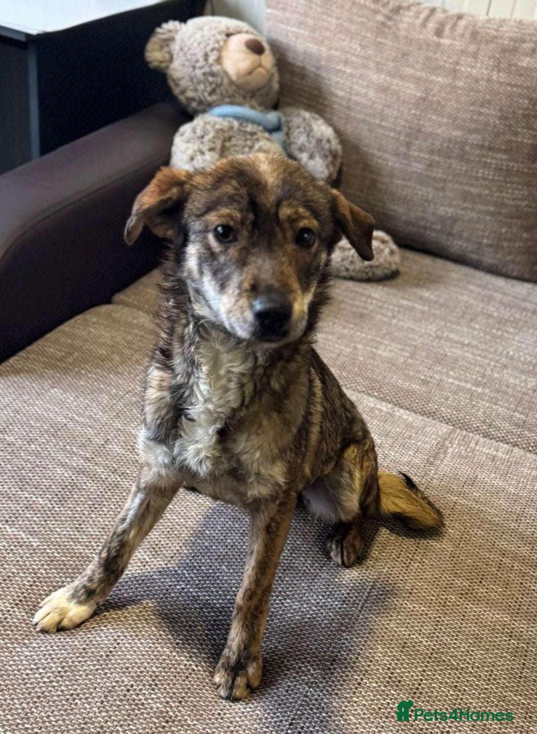 Mixed Breed dogs for adoption: Beautiful Bella needs her special home - Advert 8