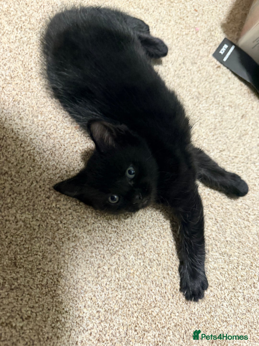 Ragdoll cats for sale: Ragdoll x kittens Championlines - Advert 6