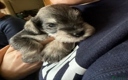Miniature Schnauzer dogs for sale: 6 adorable Miniature schnauzer puppies  - Image 16