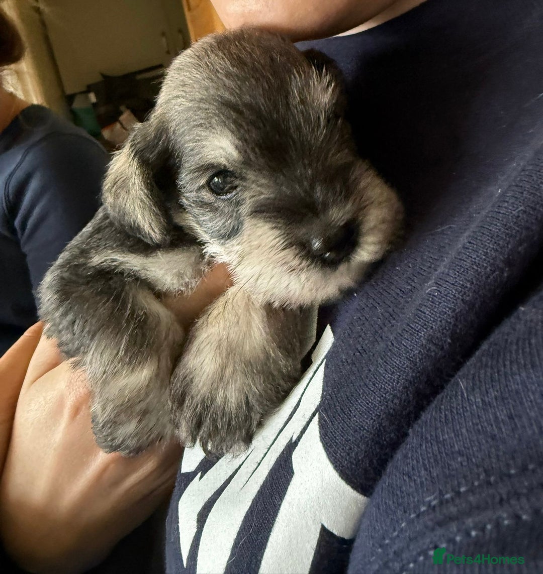 Miniature Schnauzer dogs for sale: 6 adorable Miniature schnauzer puppies  - Image 16