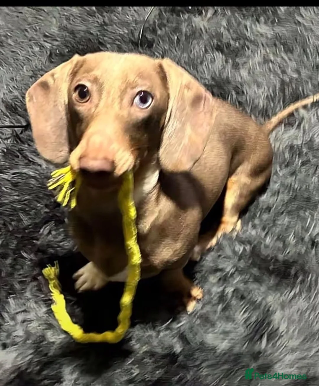Miniature Dachshund dogs for stud: For stud  in Bristol - Advert 1