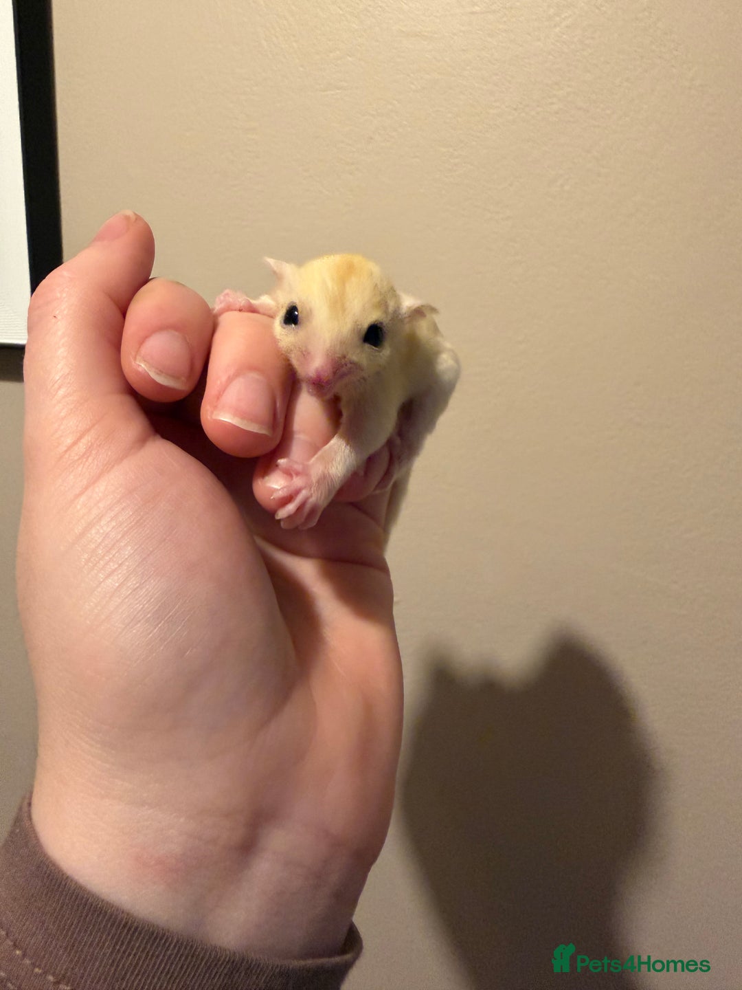 Sugar Glider rodents for sale: Female leu sugar glider to reserve  - Advert 3