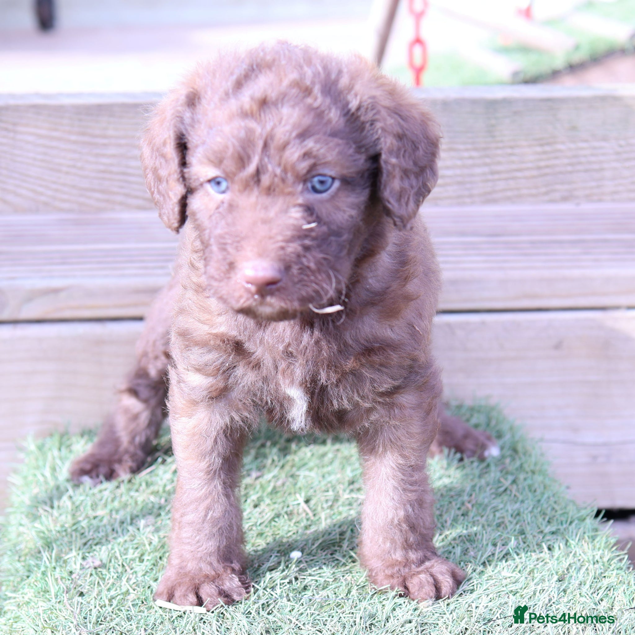 Labradoodle dogs Stunning F1b Standard Labradoodles Unique Parti - Advert 14