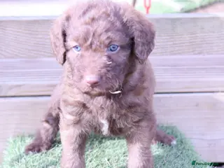 Labradoodle dogs Stunning F1b Standard Labradoodles Unique Parti - Advert 14