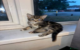 Mixed Breed cats for sale: 2 TABBY BOYS  - Image 3