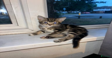 Mixed Breed cats - Advert 9
