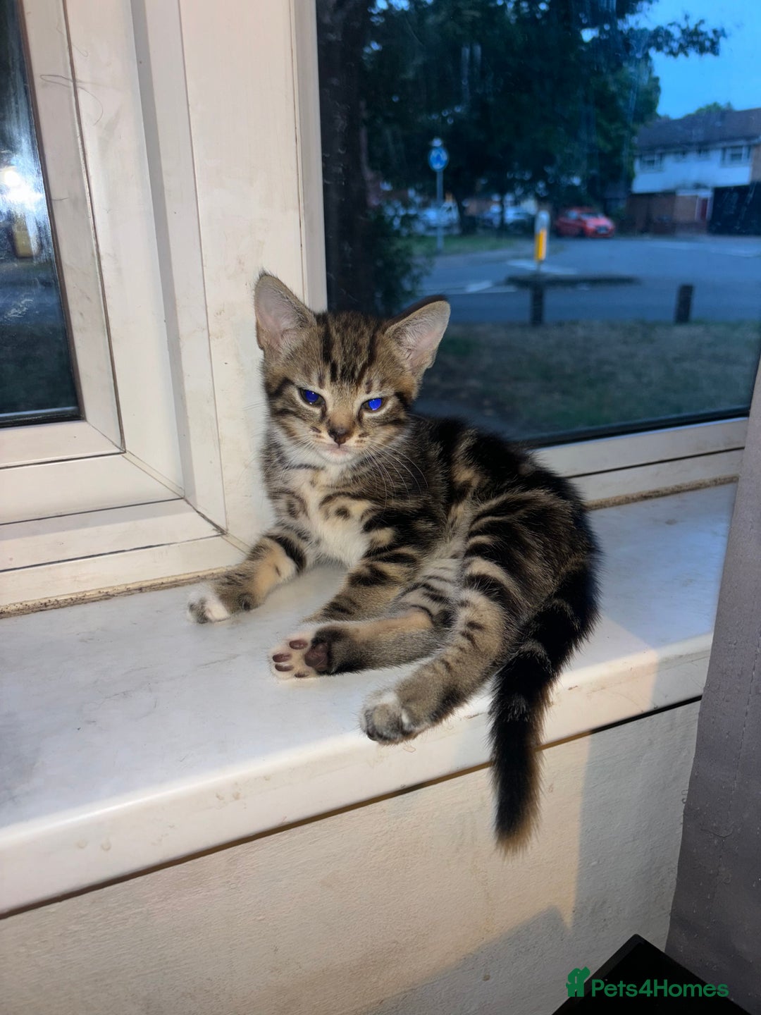 Mixed Breed cats for sale: 2 TABBY BOYS  - Image 3